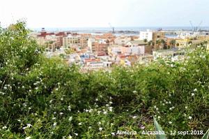 10 ALMERIA ALCAZABA 12 09 2018 (257)